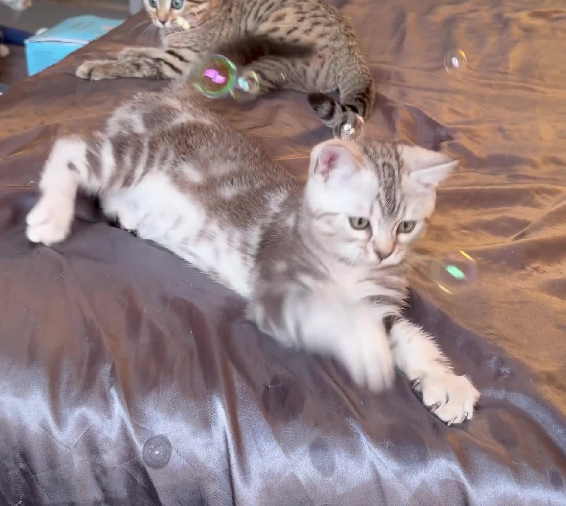 Mixed Breed cats for sale: Bengal X Scottish Straight Hybrid - Video 3