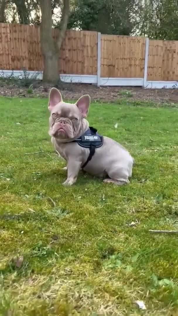 French Bulldog dogs for stud: New shade Isabella french bulldog for stud in Basildon - Video 1