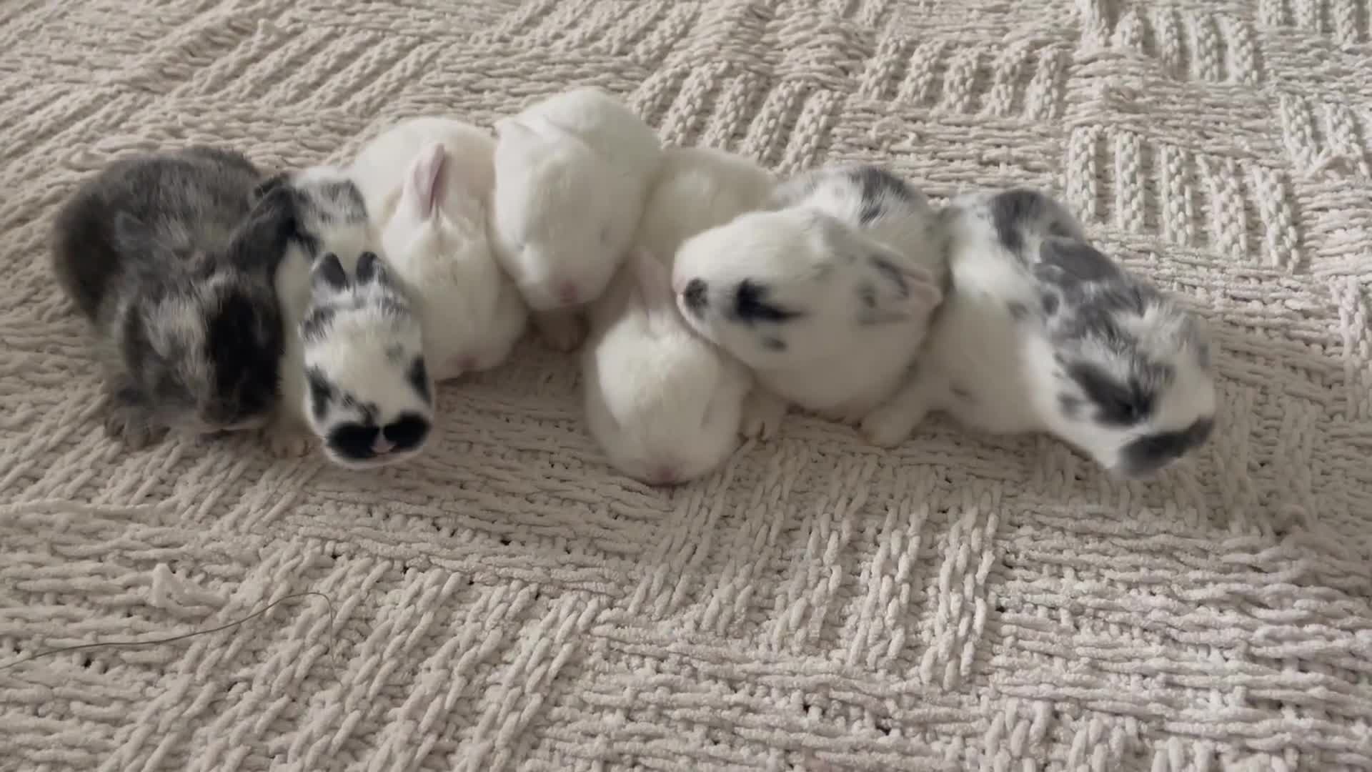 Mini Lop rabbits for sale: Mini lop babies available  - Video 2