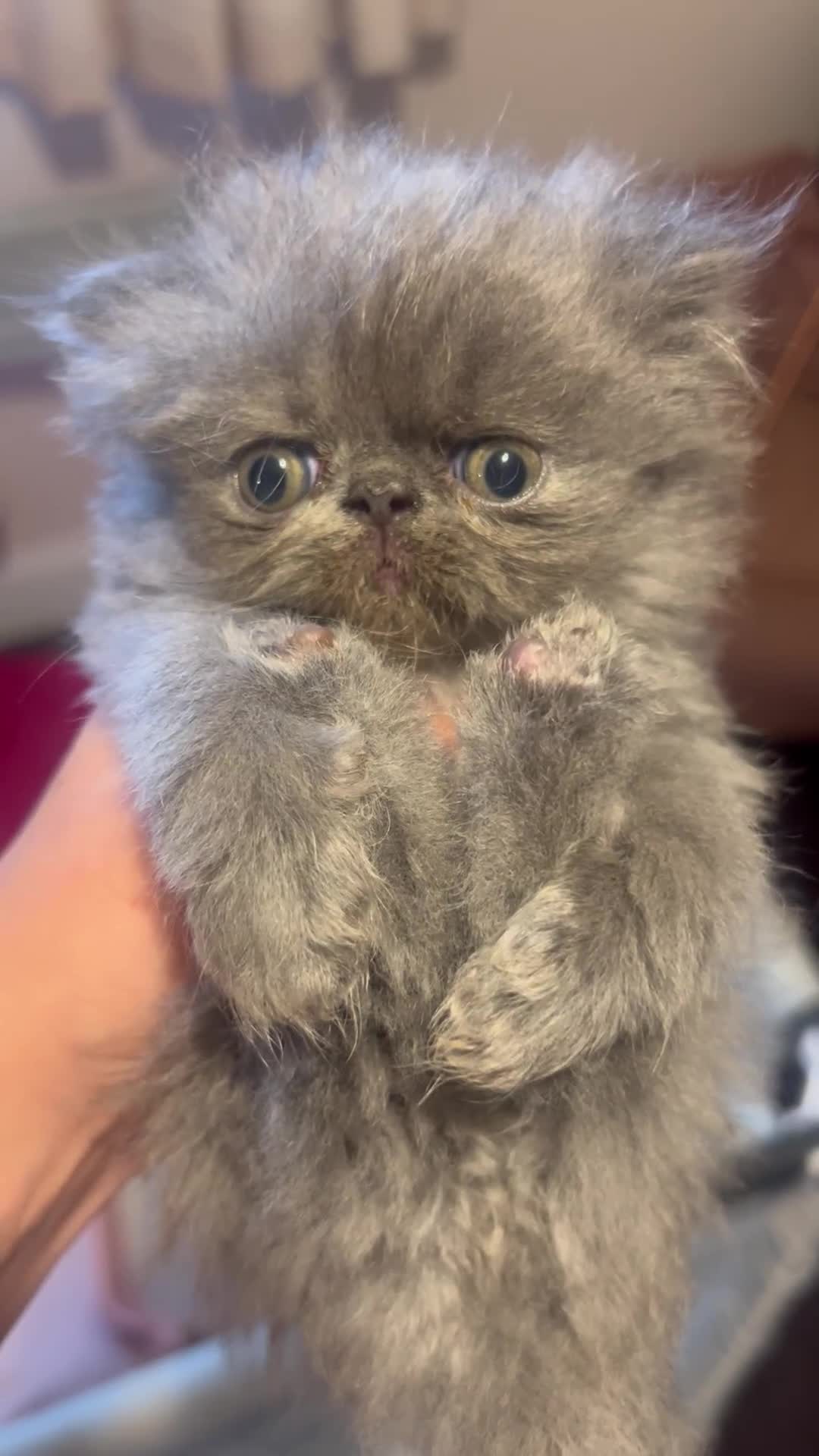 Persian cats for sale: One remaining blue GCCF active blue Persian boy - Video 1