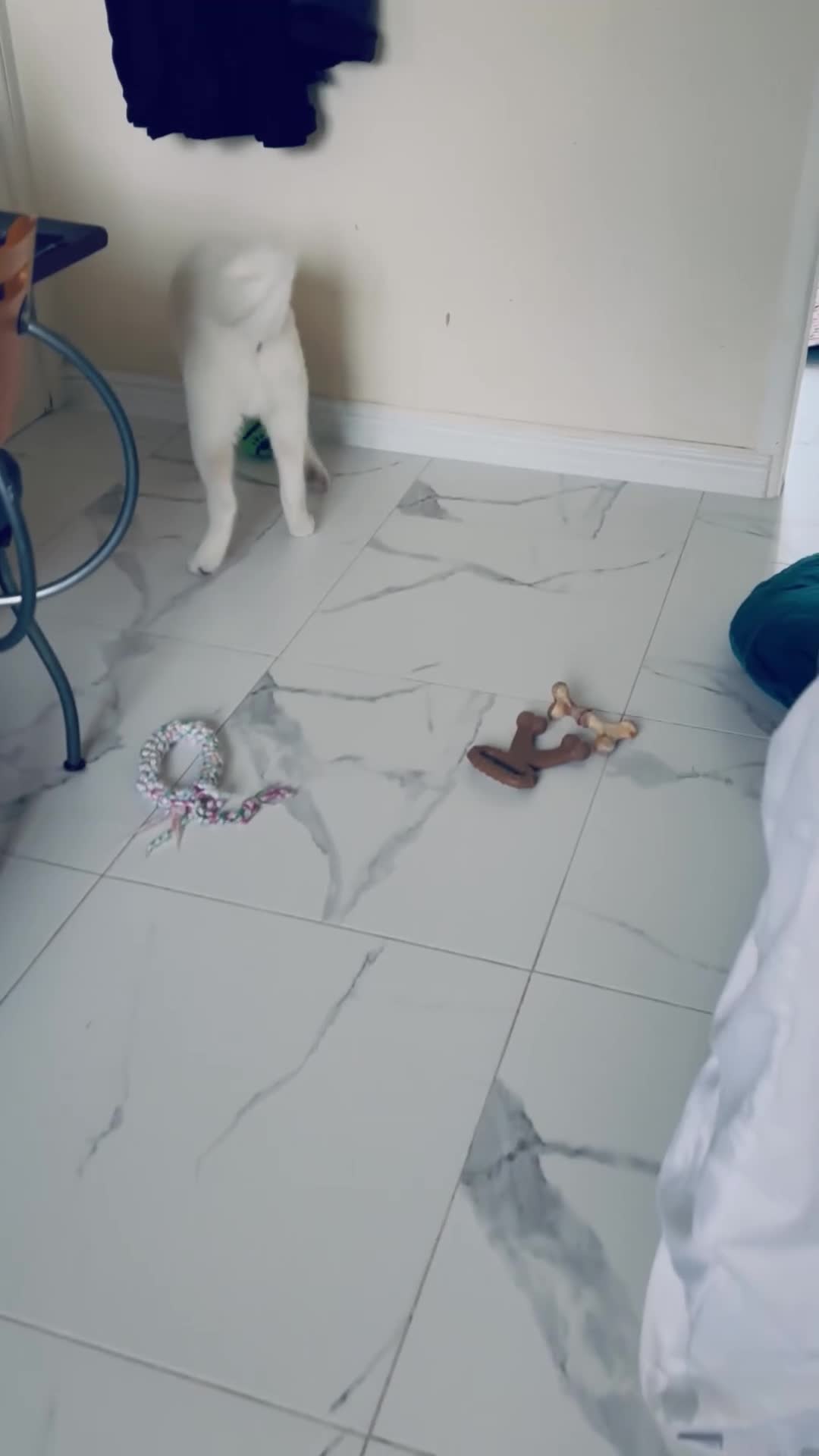 Japanese Akita Inu dogs for sale: Playful Pure Japanese Akita Inu Puppies - Video 1