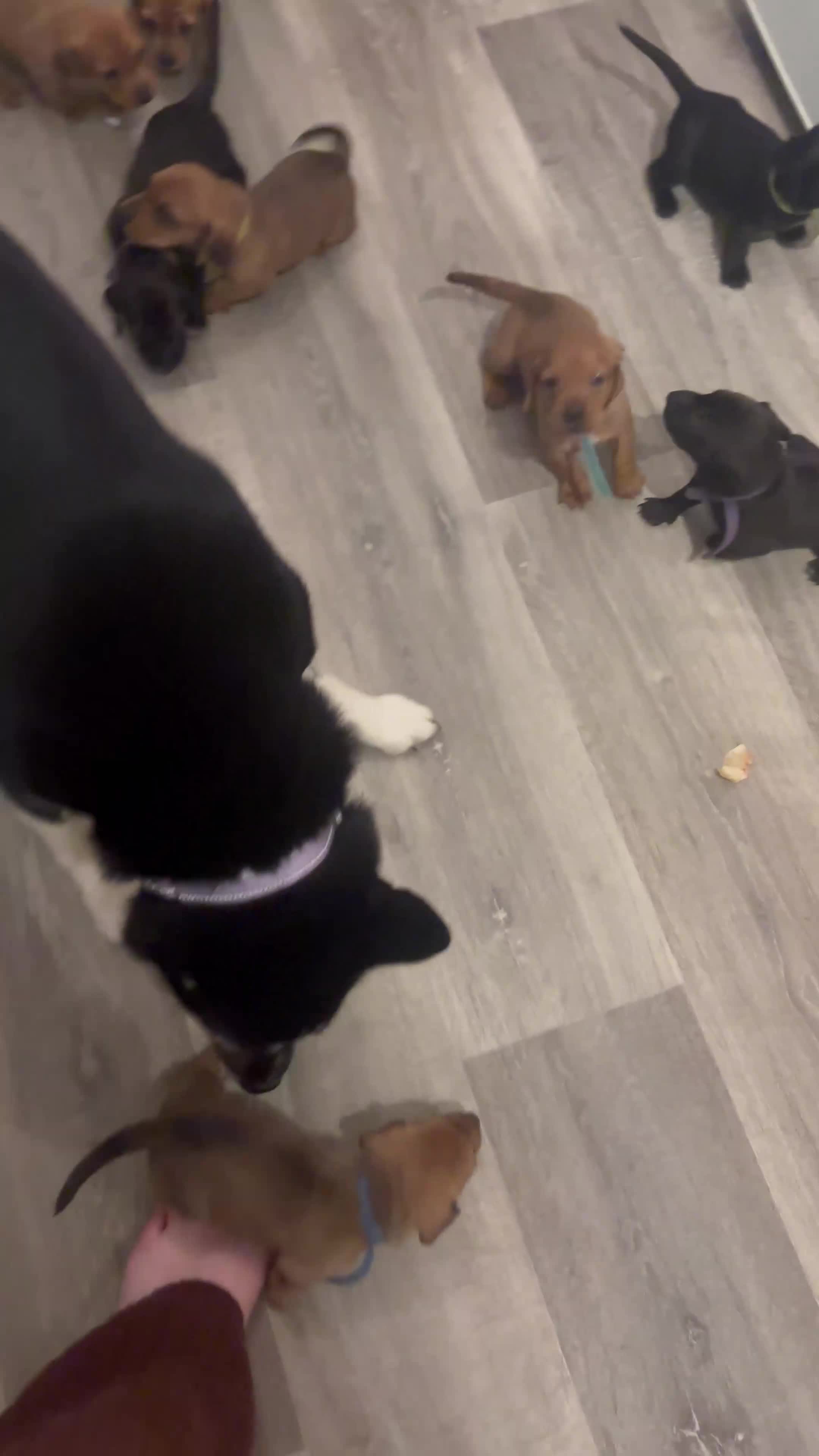 Mixed Breed dogs for sale: Cocker spaniel x bagal x miniature dashound - Video 2