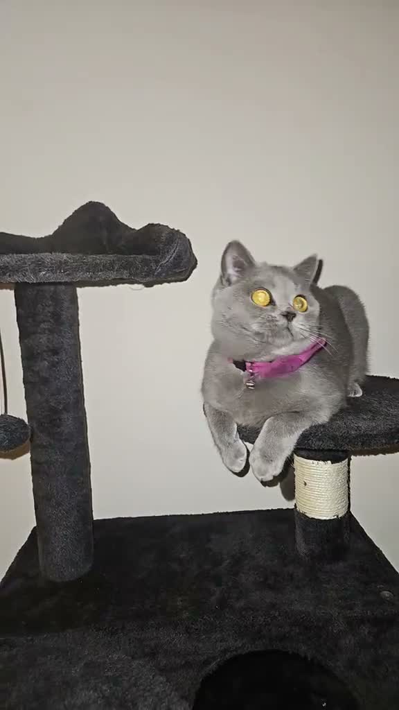 British Shorthair cats for sale: Female cat  - Video 1