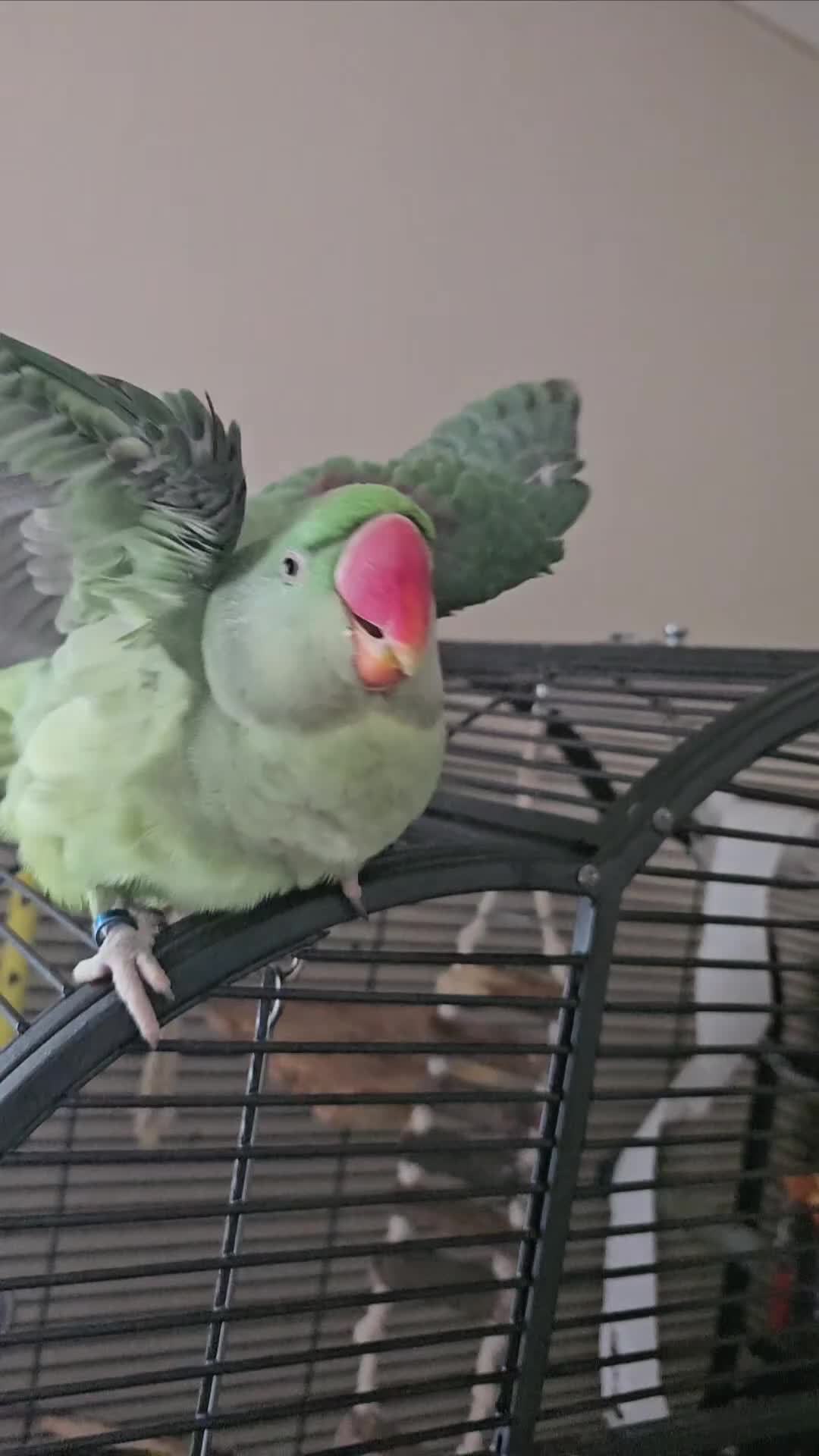 Parrots birds for sale: Beautiful Alexandrine Parrot for sale  - Video 2
