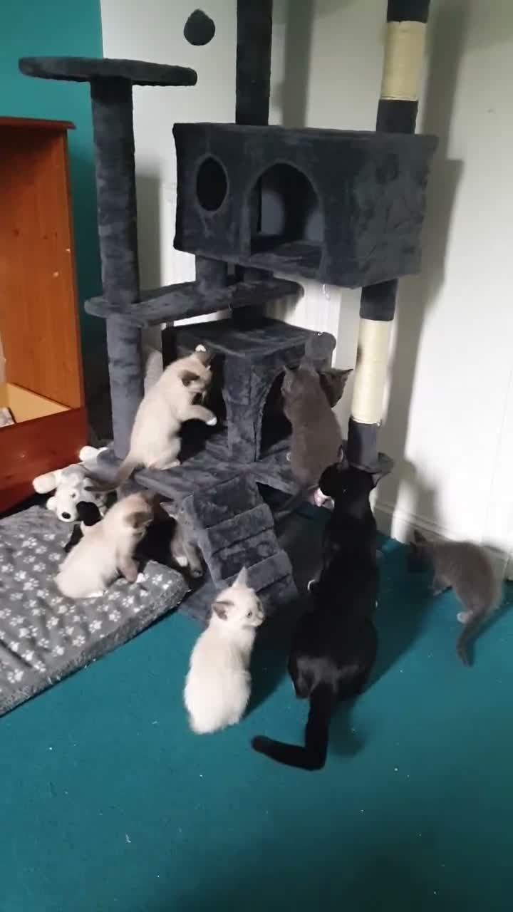 Mixed Breed cats for sale: ***WINONA & MISCHIEF – LAST TWO KITTENS LEFT!!!*** - Video 5