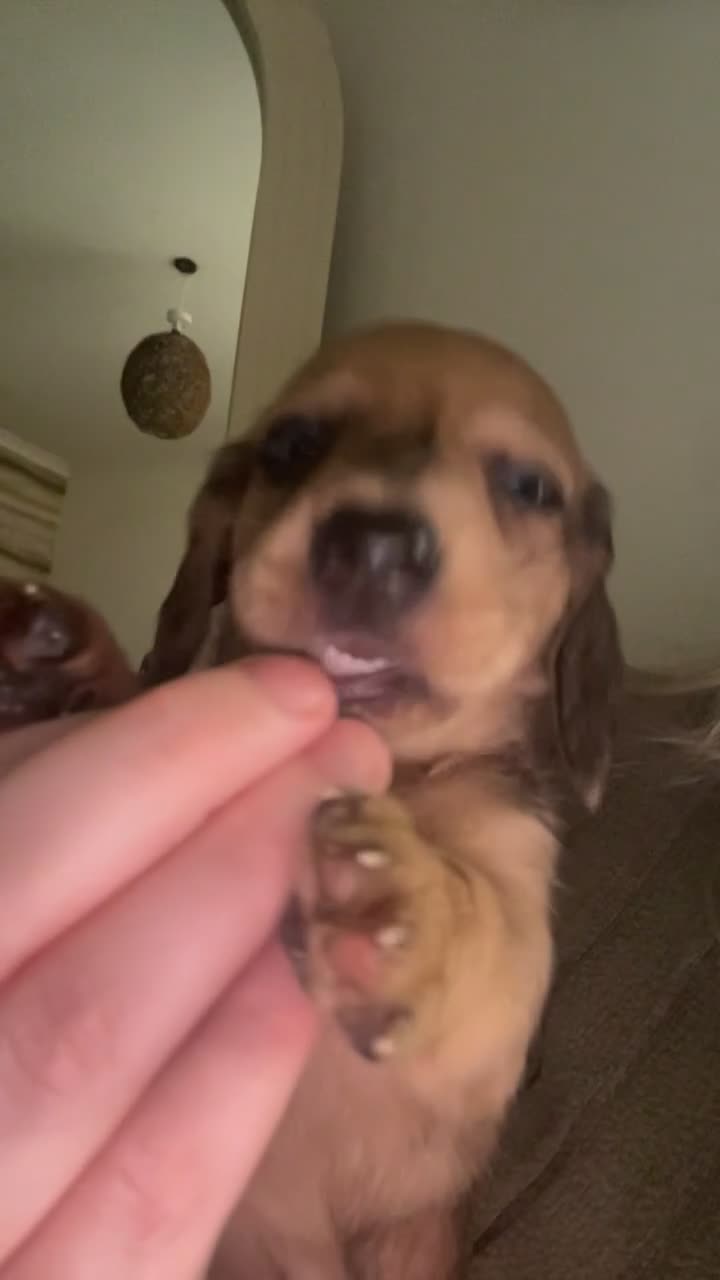 Miniature Dachshund dogs for sale: Dachound puppy’s - Video 4