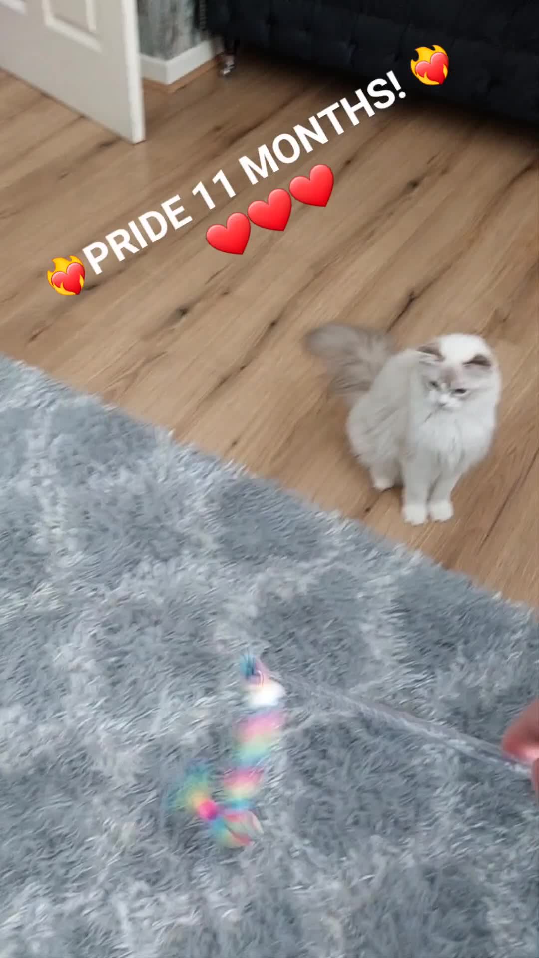 Ragdoll cats for sale: 🔥PRESTIGIOUS BEAST SIZE EU FEMALE🔥  - Video 1