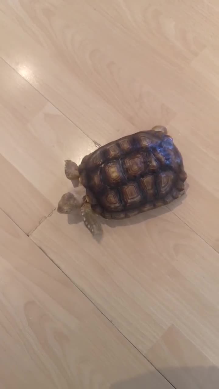 Tortoise reptiles for sale: Sulcata tortoise in Manchester - Video 2