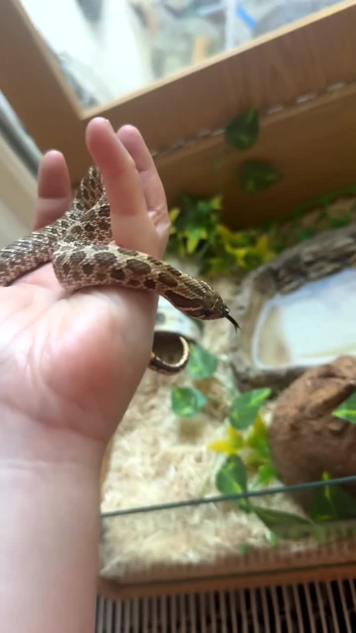 Snake reptiles for sale: Female hognose snake  in Ebbw Vale - Video 1