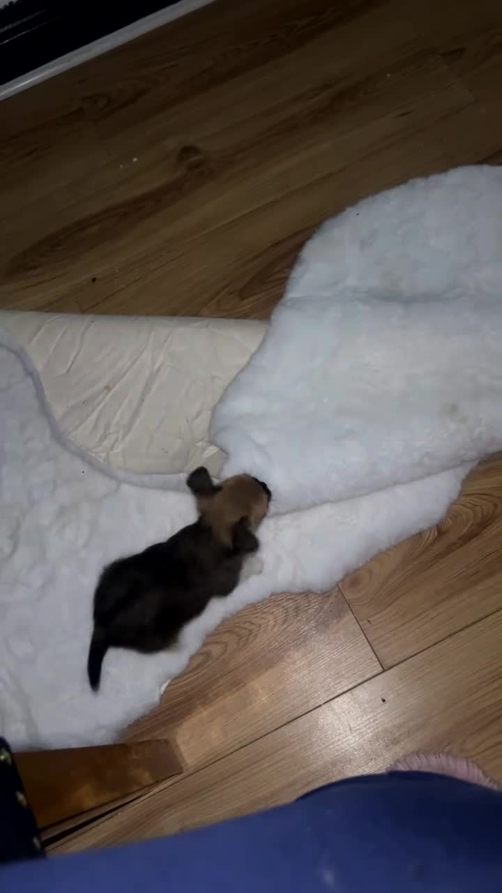 Mixed Breed dogs for sale: Chihuahua  in Nottingham - Video 2