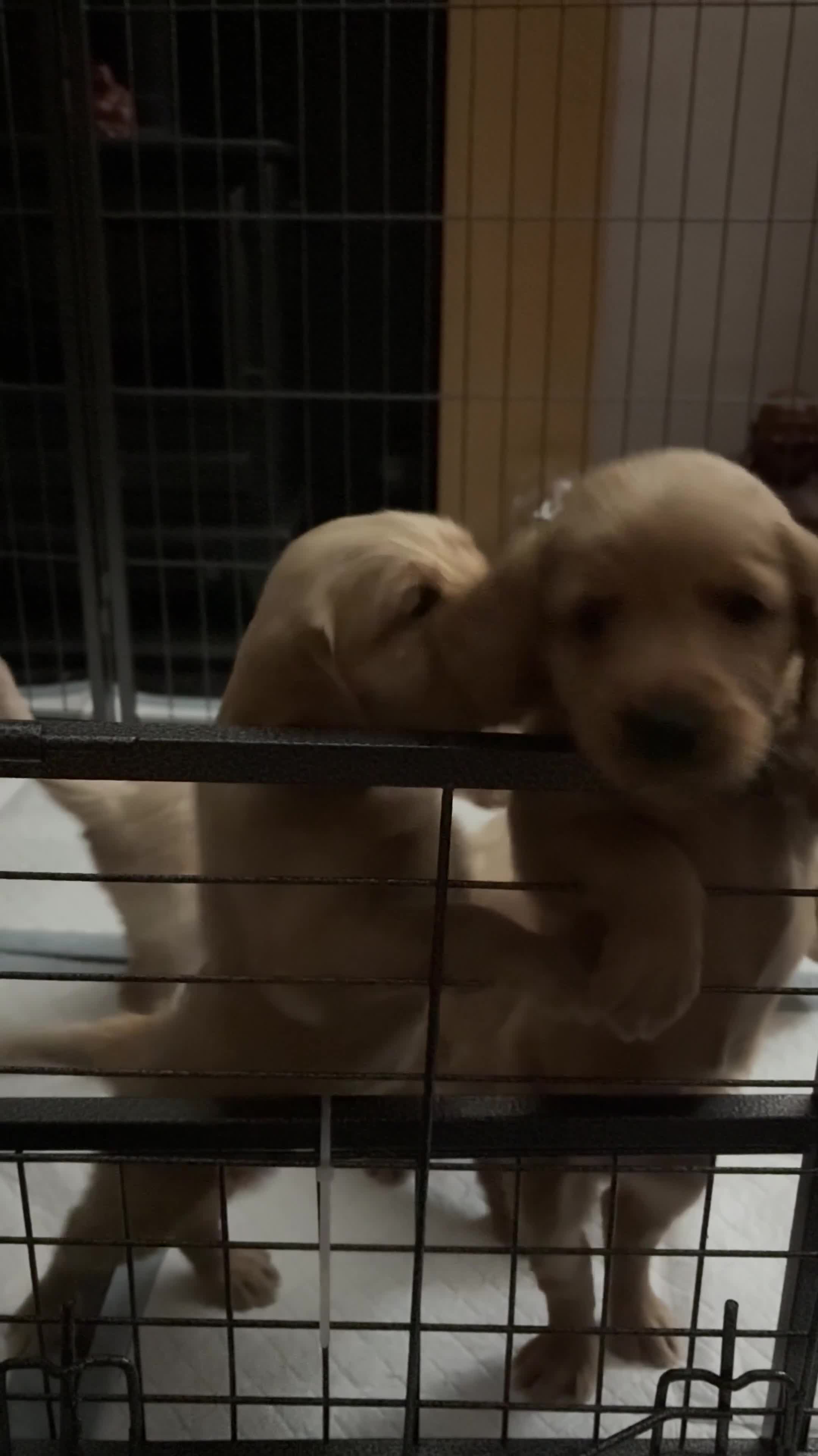 Labradoodle dogs for sale: ⭐️Labradoodle puppies⭐️ in Manchester - Video 2