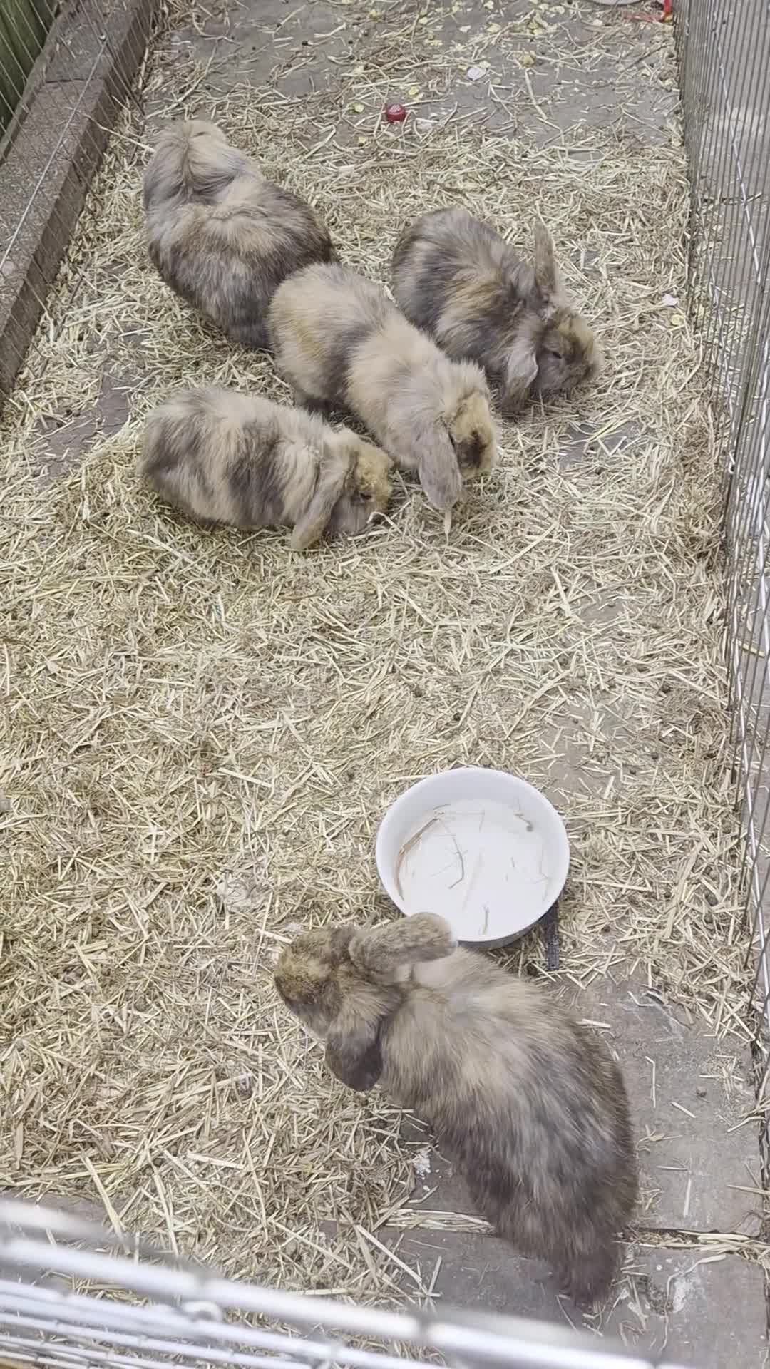 Mini Lion Lop rabbits for sale: 4 lionhead lops for sale - Video 1