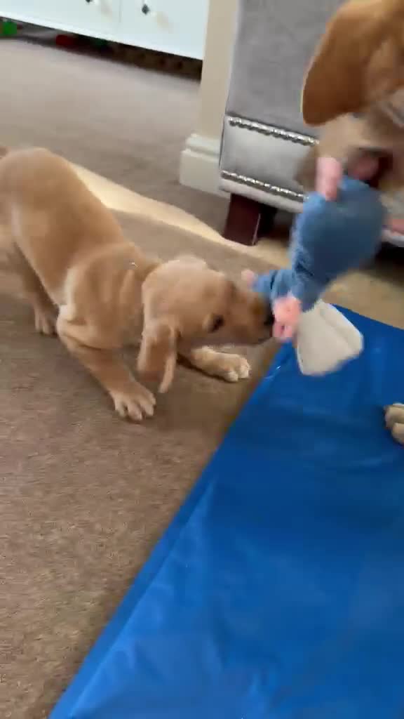 Labrador Retriever dogs for sale: Labrador puppies for sale. 1 golden boy left now. - Video 2
