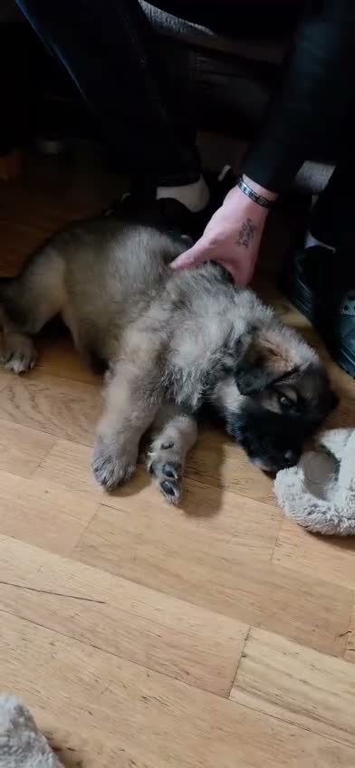 German Shepherd dogs for sale: German Shepherd Puppies - Video 1