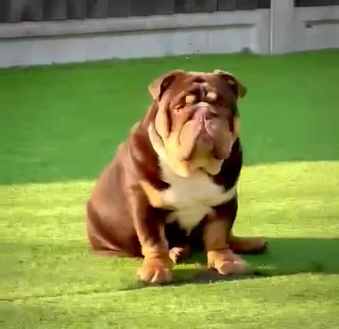 English Bulldog dogs for stud: Grandson of the Legendary City’s Ace  in London - Video 1