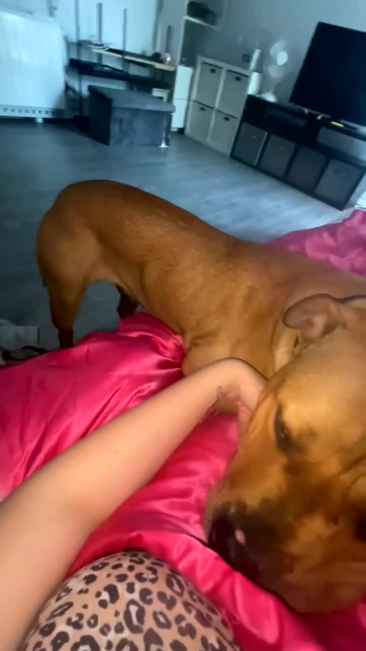 Staffordshire Bull Terrier dogs for sale: Staffie cross  - Video 4