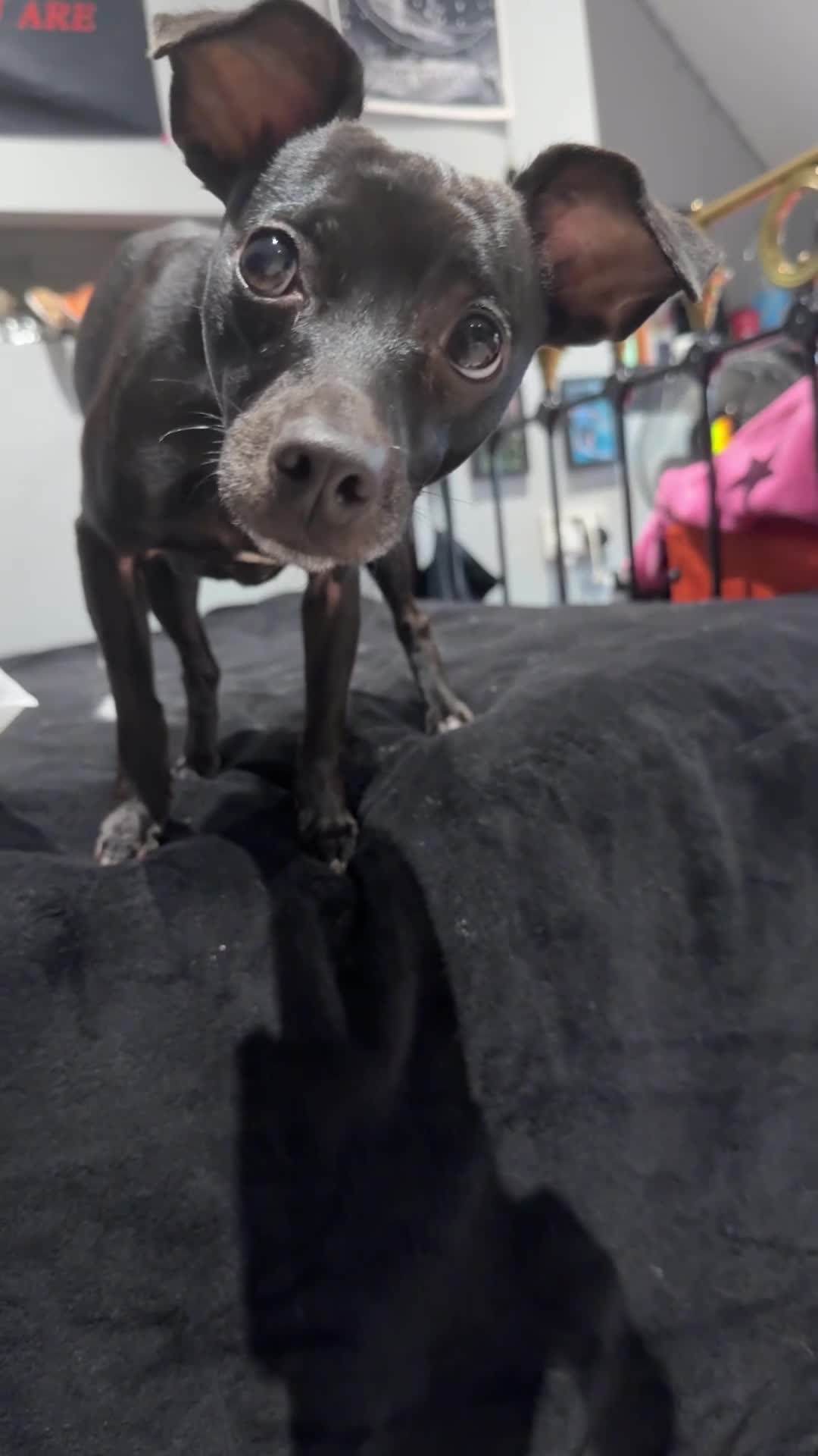 Mixed Breed dogs for sale: Female chihuahua cross to good home  - Video 1