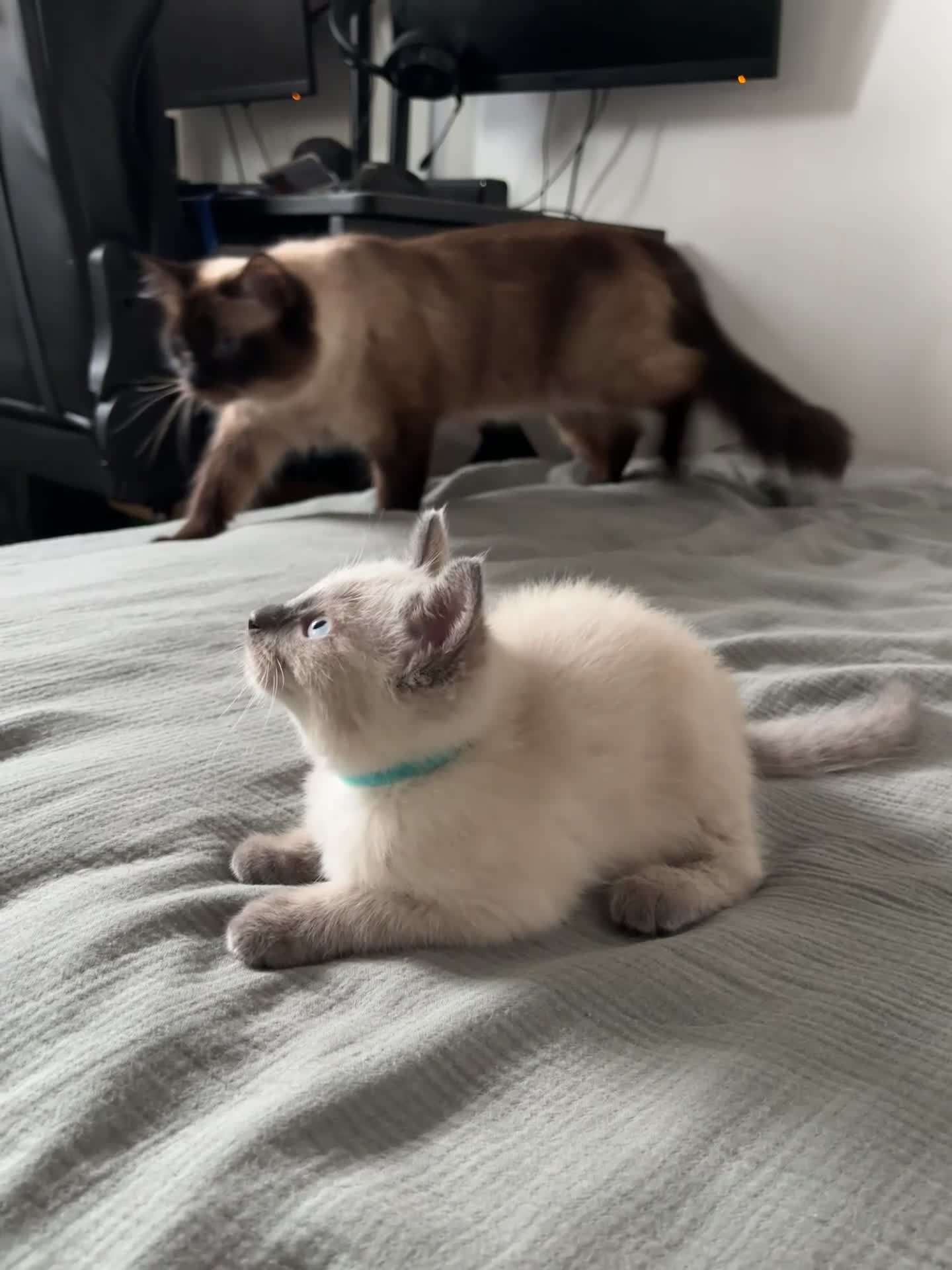 Ragdoll cats for sale: Ragdoll x mink tonkinese kittens - Video 2