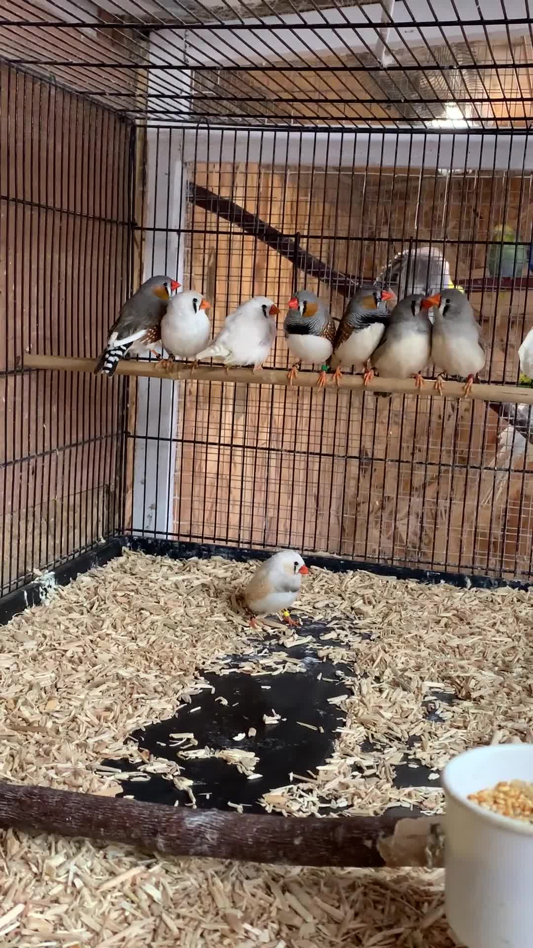 Finches birds for sale: Zebra finches male and female,male diamond dove - Video 1