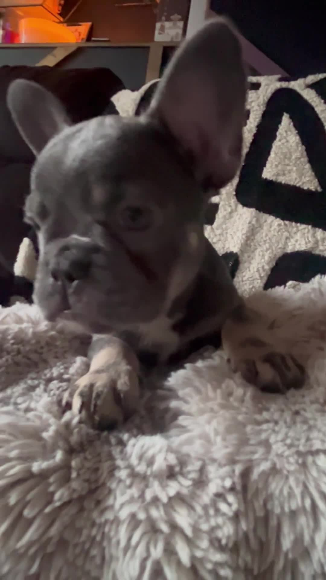 French Bulldog dogs for sale: French bulldogs , one fluffy (like his mum)  - Video 2