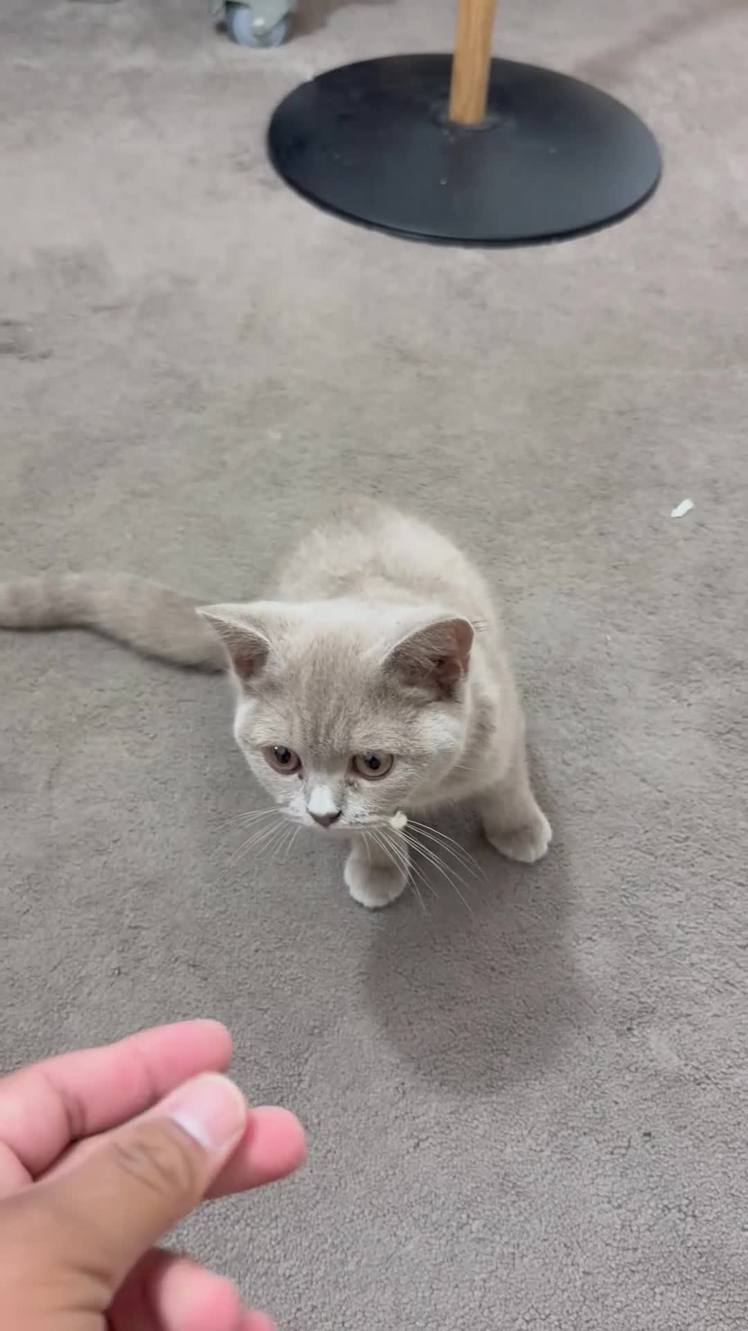 British Shorthair cats for sale: British short hair cats - Video 1