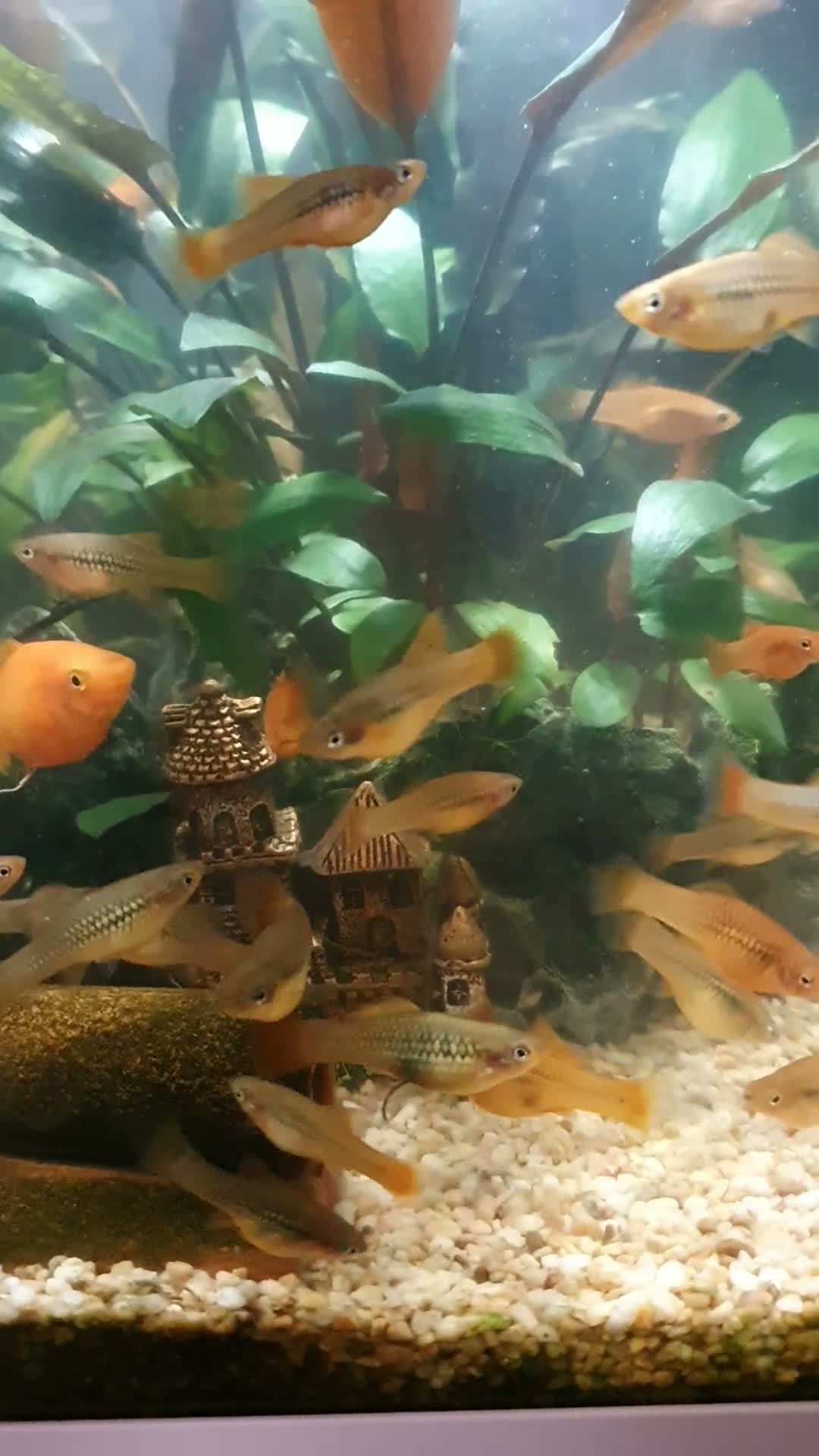 Mollies fish for sale: Mollie fish orange and greens in Sheerness - Video 1