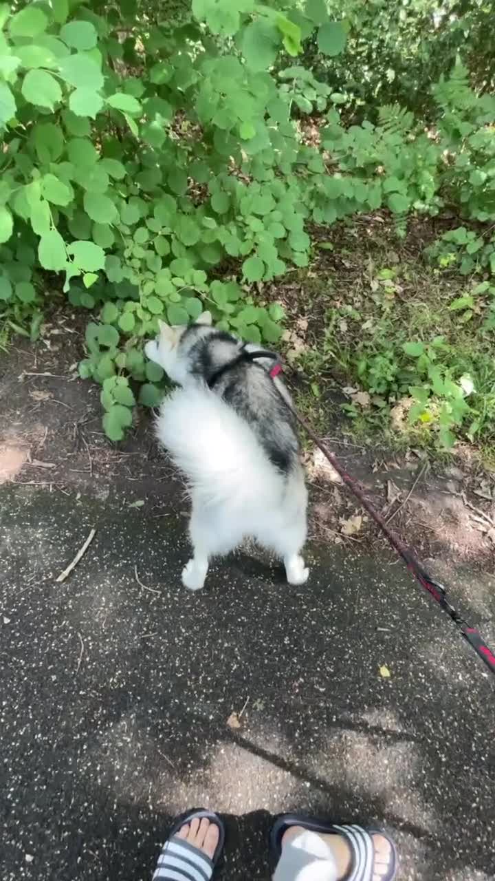 Siberian Husky dogs for sale: Charlie  - Video 1