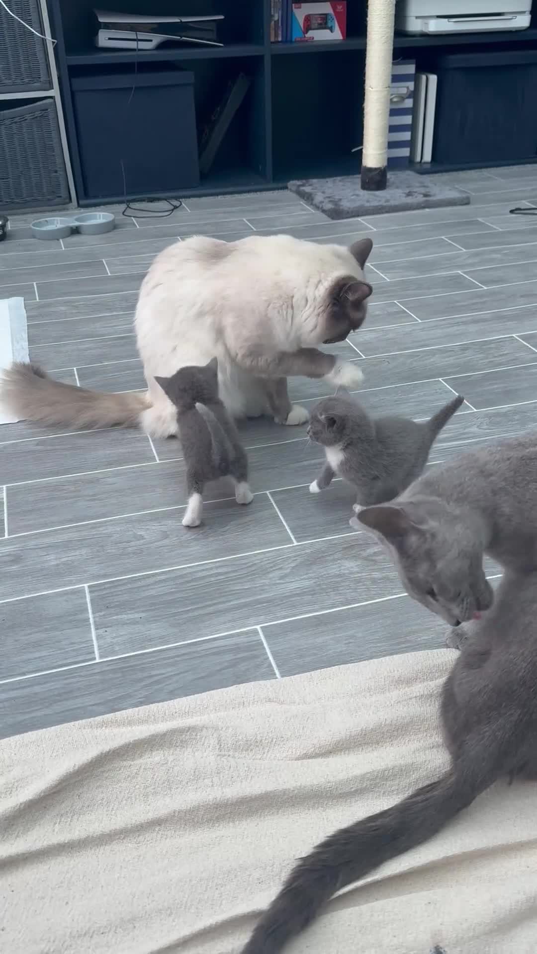 Mixed Breed cats for sale: Ragdoll cross Russian blue kittens in Barnet - Video 3