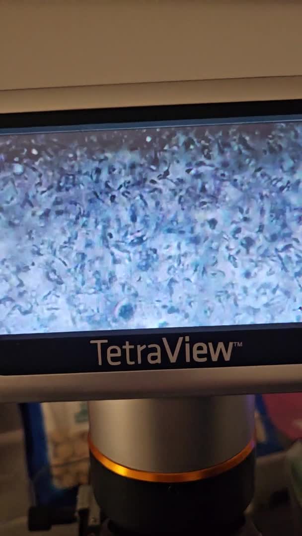 Pomeranian dogs for stud: BEAUTIFUL KC REG.KOREAN POM.BOY OPEN FOR STUD💙 in Bolton - Video 1