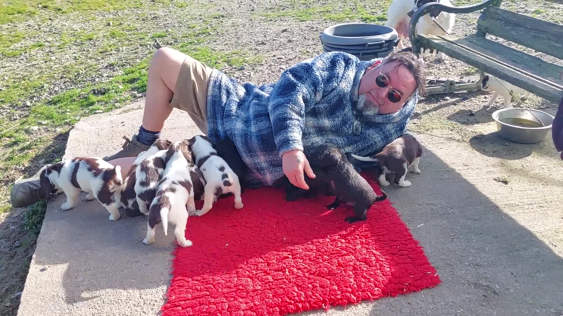 English Springer Spaniel dogs for sale: Springer Spaniel Puppies for sale - Video 1