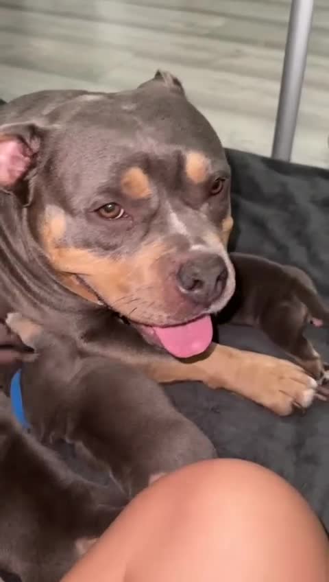 American Bully dogs for sale: American Bully Pocket  - Video 2