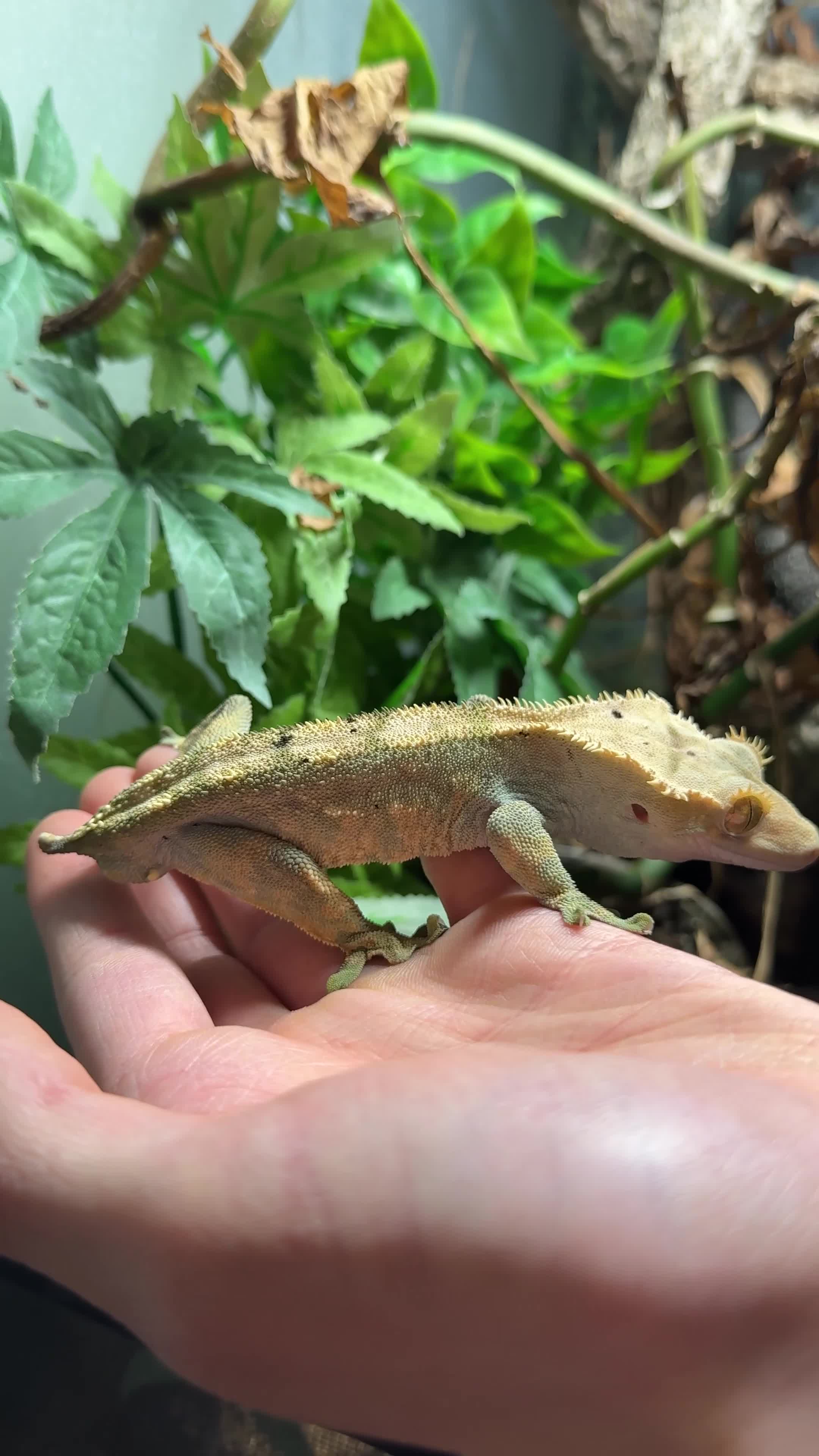 Gecko reptiles for sale: Crested Gecko & Whole Setup (Friendly, Male) - Video 1