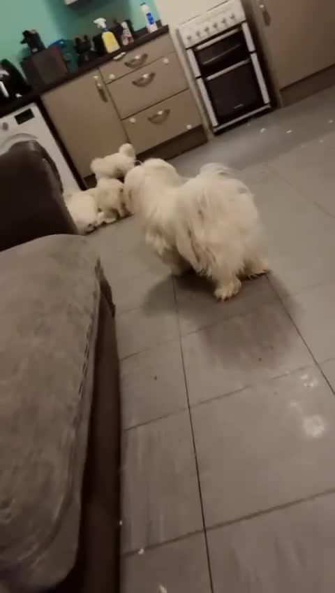 Mixed Breed dogs for sale: Cute Pomeranian–Shih Tzu Puppies Looking for Homes - Video 4