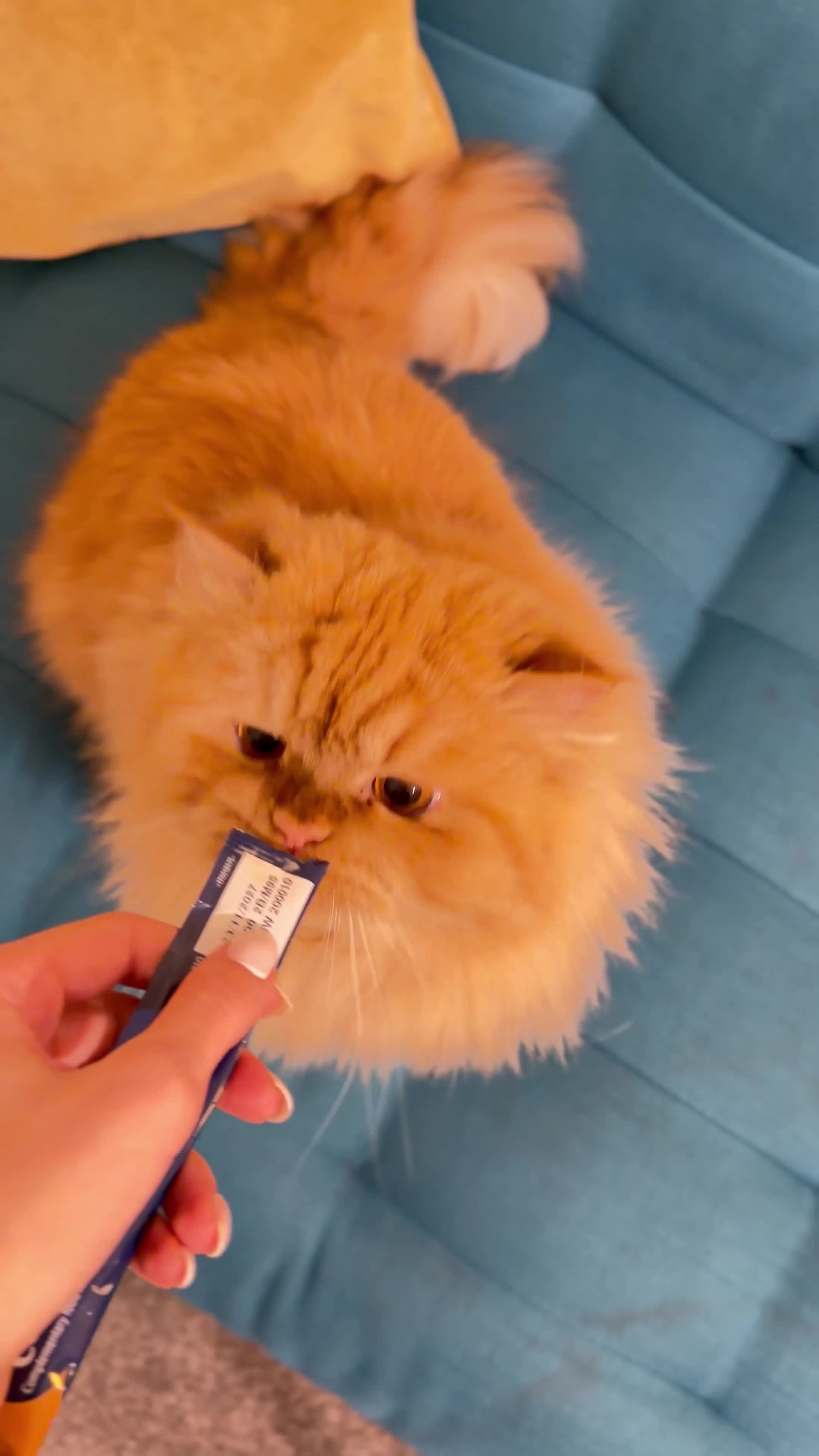 Persian cats for stud: Simba Fluffy Ginger Persian Male for Stud - Video 1