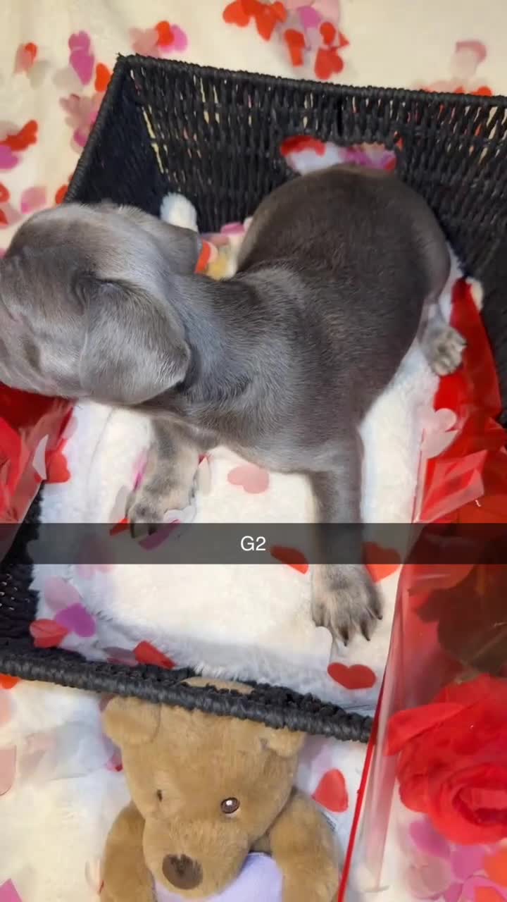 French Bulldog dogs for sale: 5 French bulldogs puppy’s  - Video 1