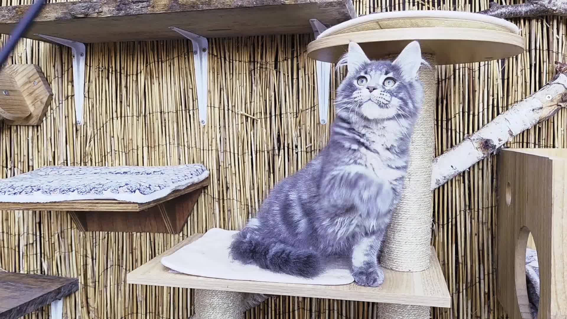 Maine Coon cats for sale: 2 Stunning GCCF Kittens Available.  - Video 3