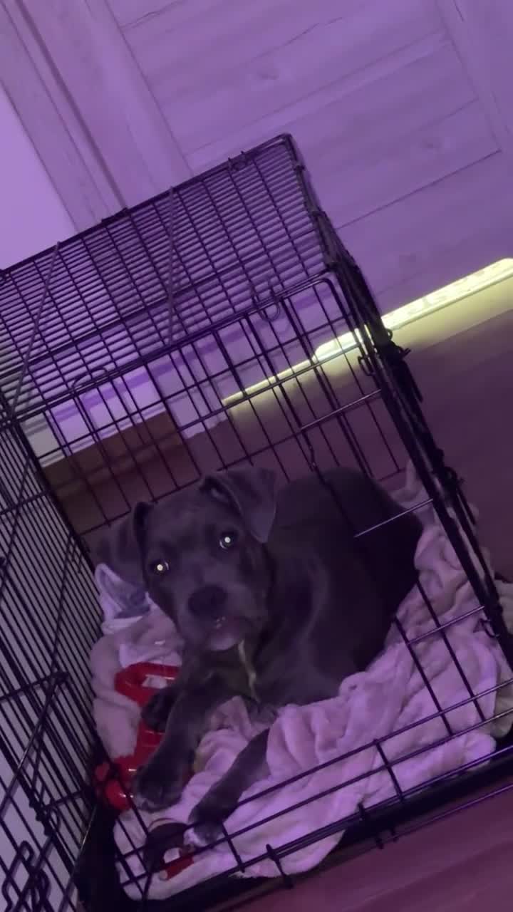 Mixed Breed dogs for sale: 4 Month Cane Corso  - Video 1