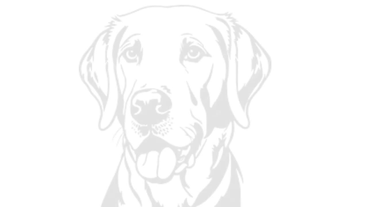 Labrador Retriever dogs for sale: Stunning Red Fox Labs-KC Reg, Health Checked, FTCH - Video 1
