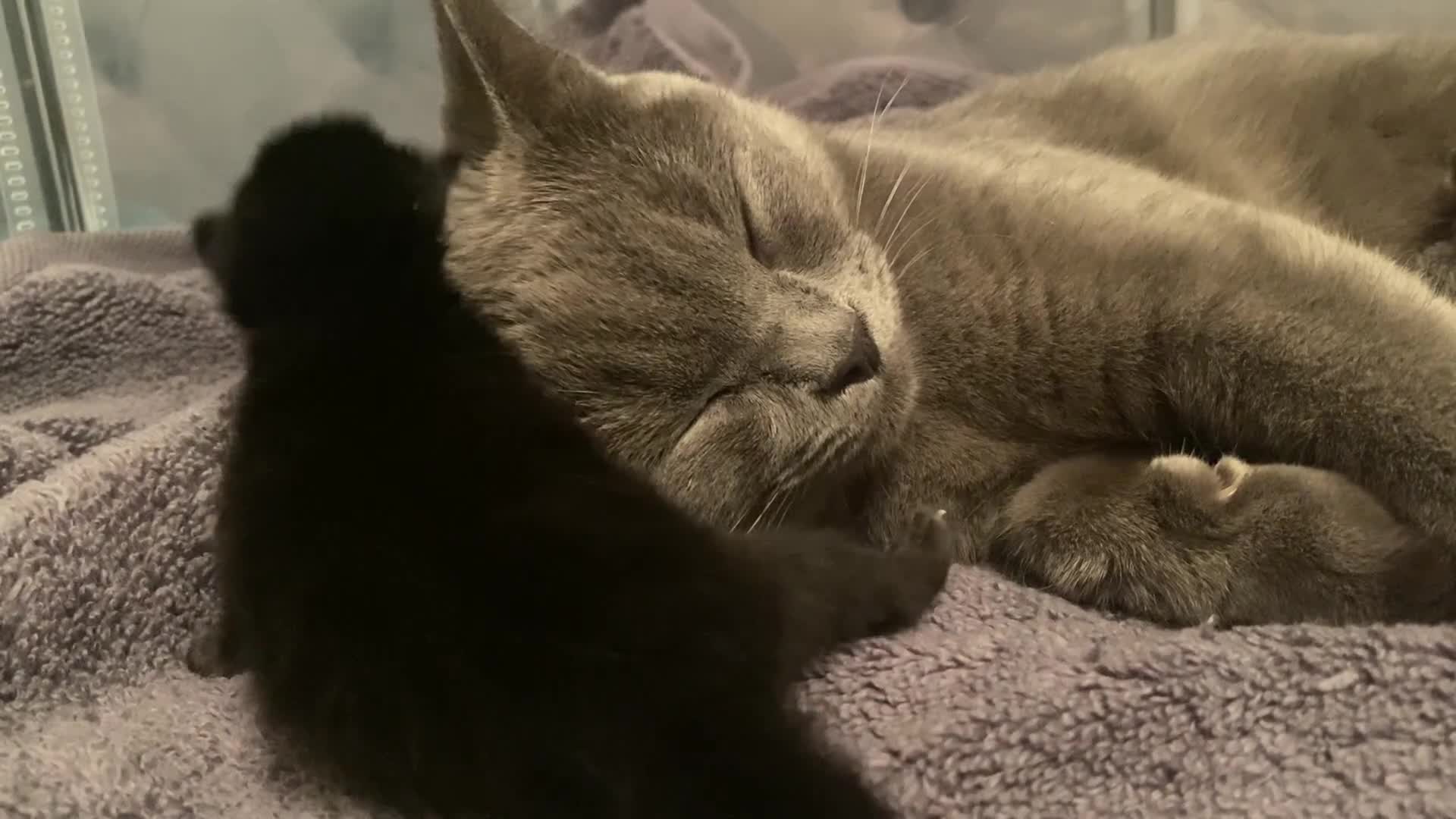 British Shorthair cats for sale: Amazing Pedigree British Shorthair Kittens  - Video 2