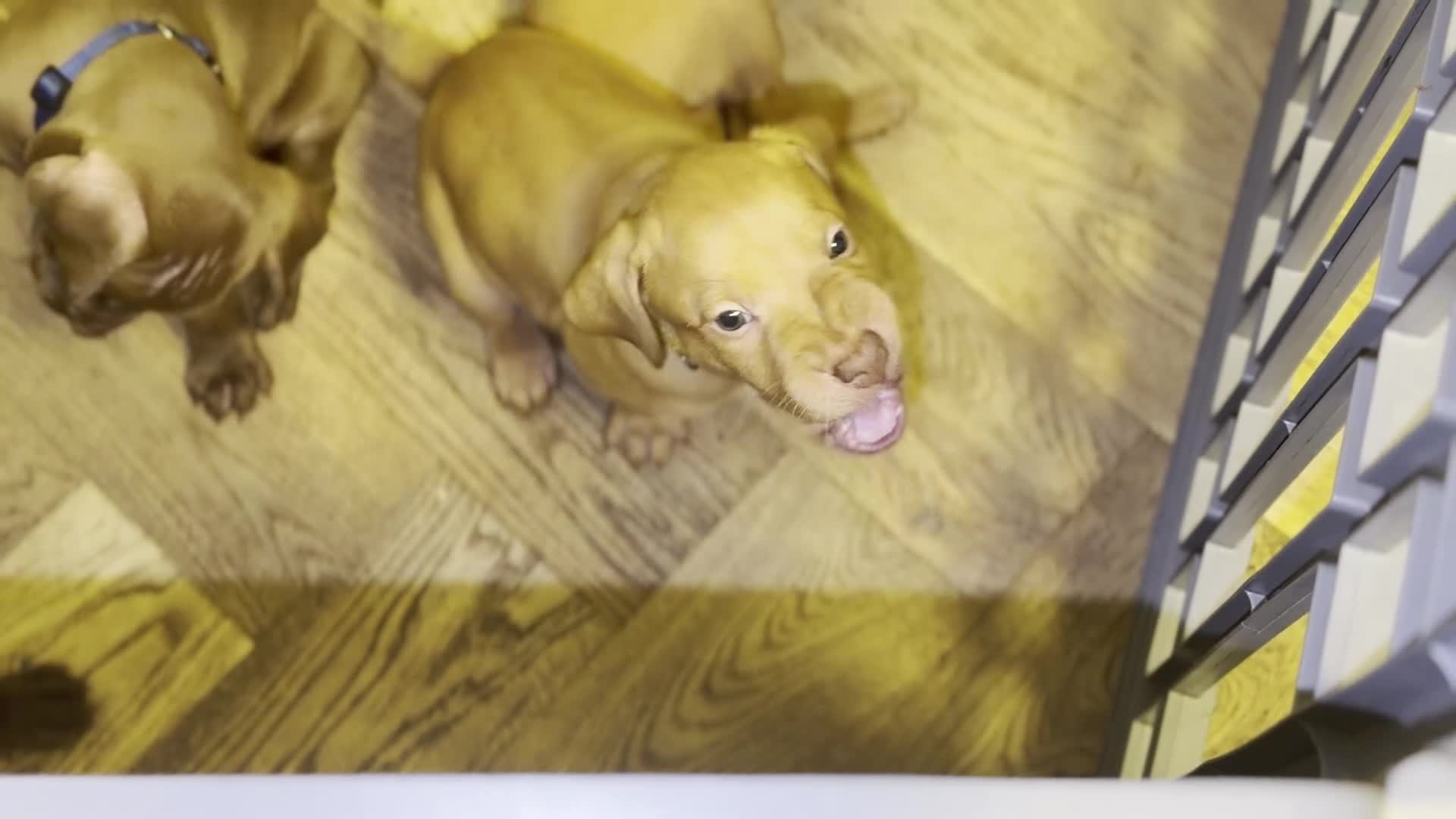 Mixed Breed dogs for sale: Beautiful Staffy/Viszla Puppies for Loving Homes - Video 5