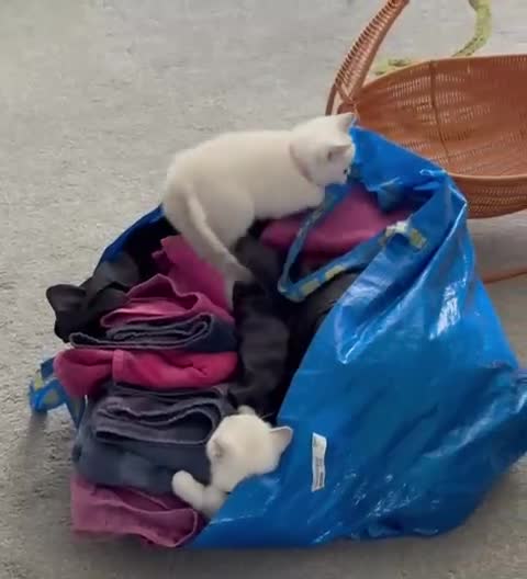British Shorthair cats for sale: White British Shorthair Kittens – Rare Red Eyes - Video 2