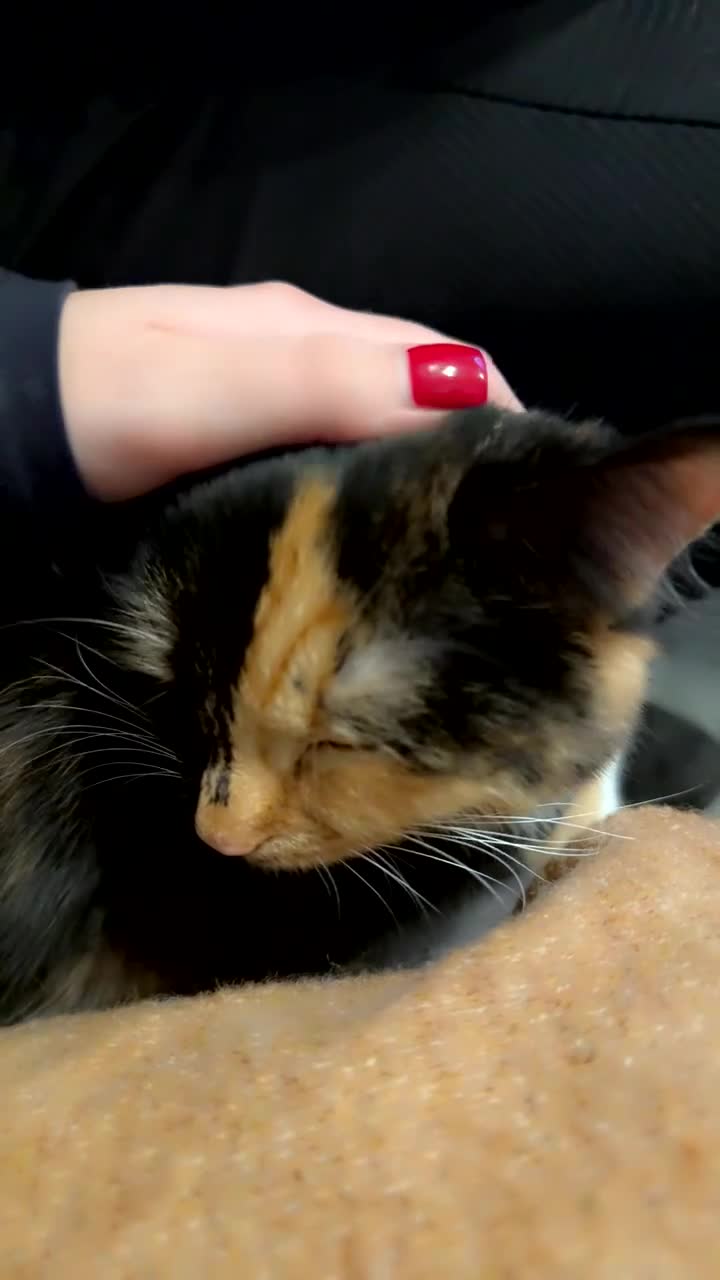 Mixed Breed cats for sale: Adult cat for sale  - Video 4