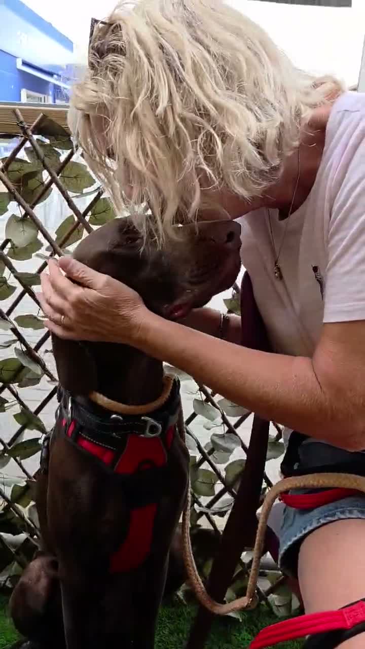 German Shorthaired Pointer dogs for adoption: Ferran - Beautiful goofy boy  - Video 1