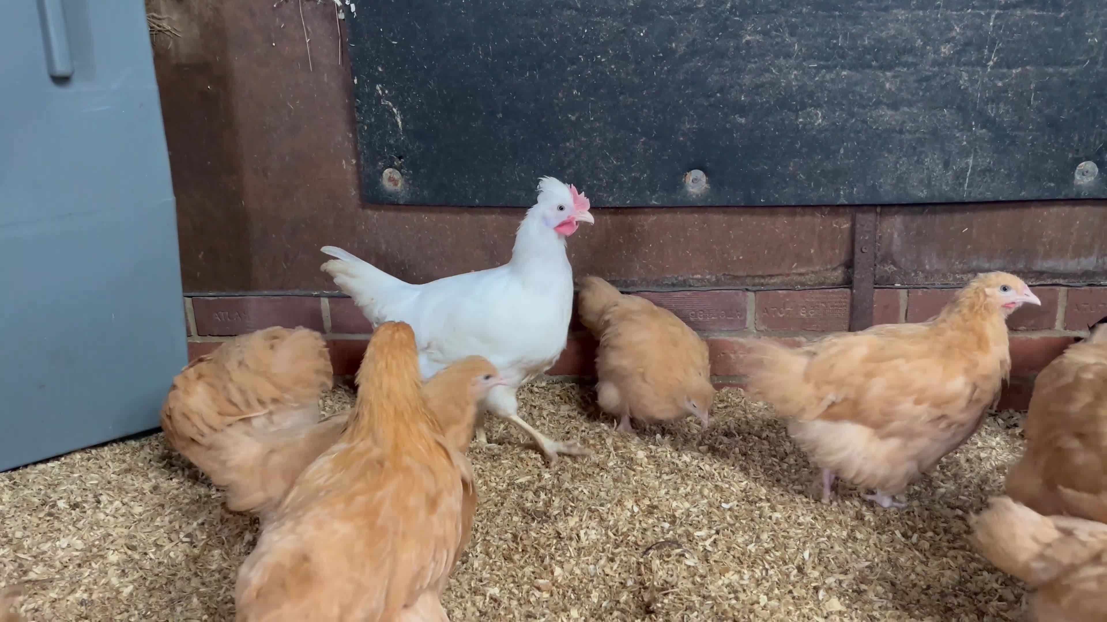 Chickens poultry for sale: Buff Orpington’s  - Video 1