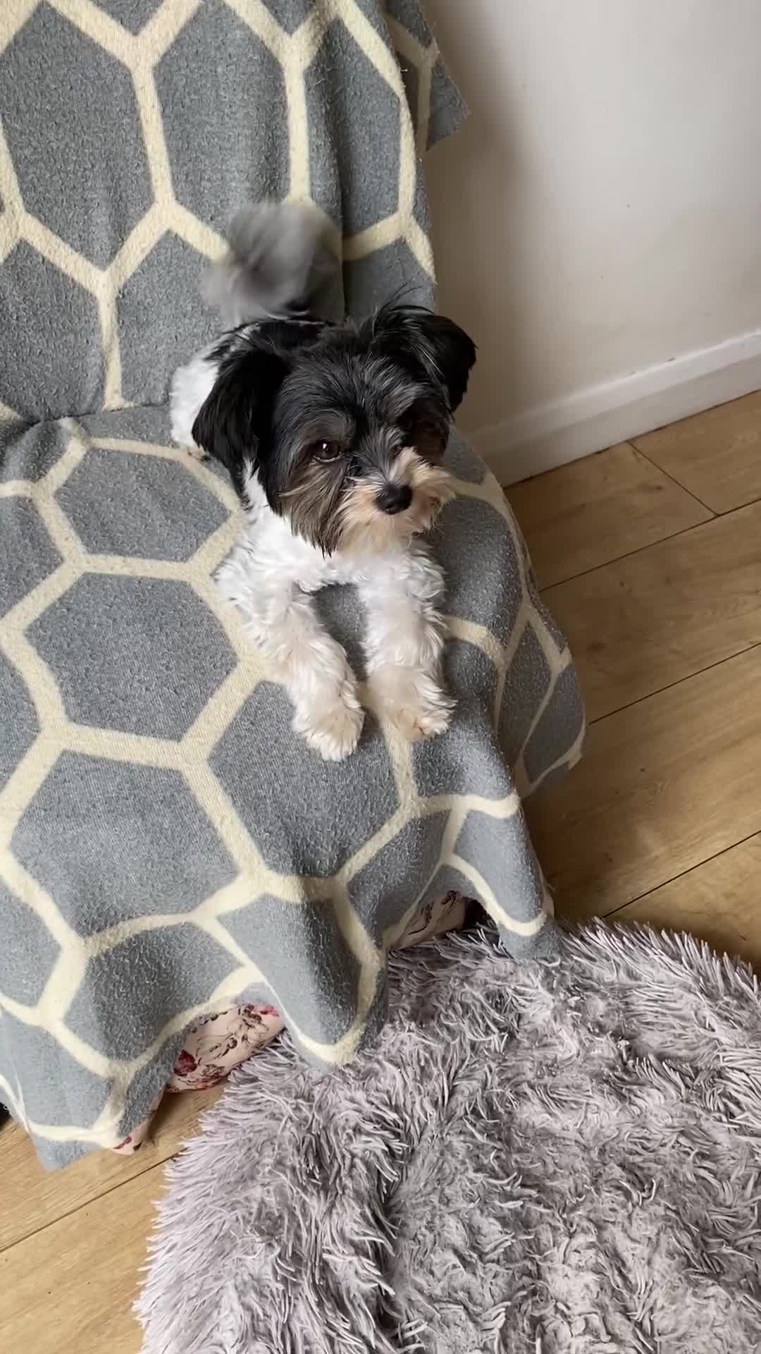 Yorkshire Terrier dogs for sale: Yorkshire terrier pups ready for their new homes.  - Video 1