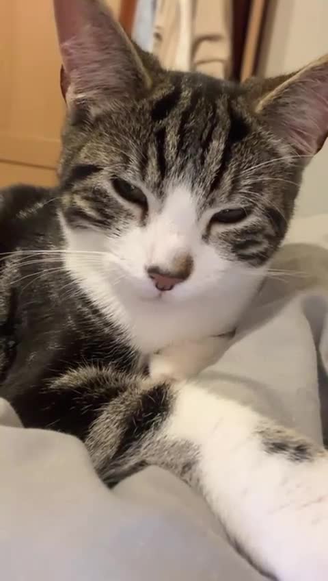 British Shorthair cats for sale: Male British shorthair looking for a new home - Video 1