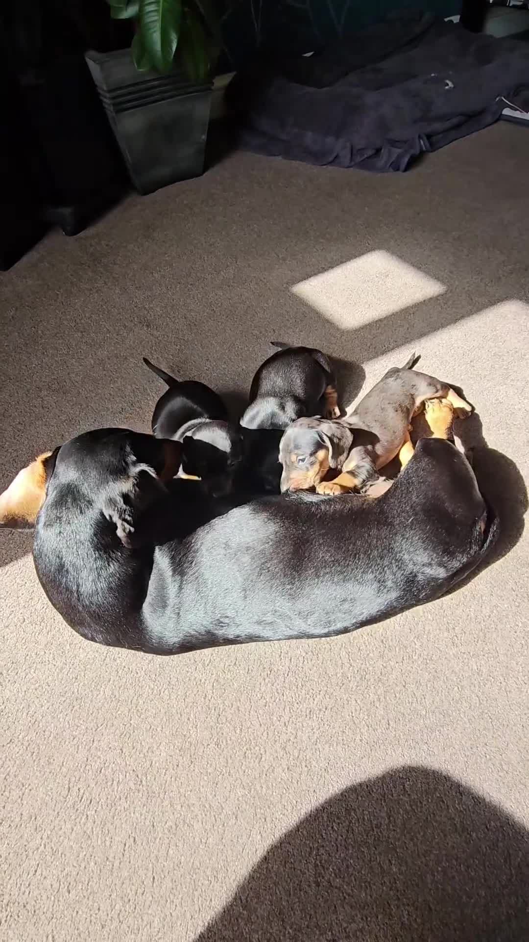 Dachshund dogs for sale: Adorable Dachshund Puppies - 1 Girl & 2 Boys - Video 2