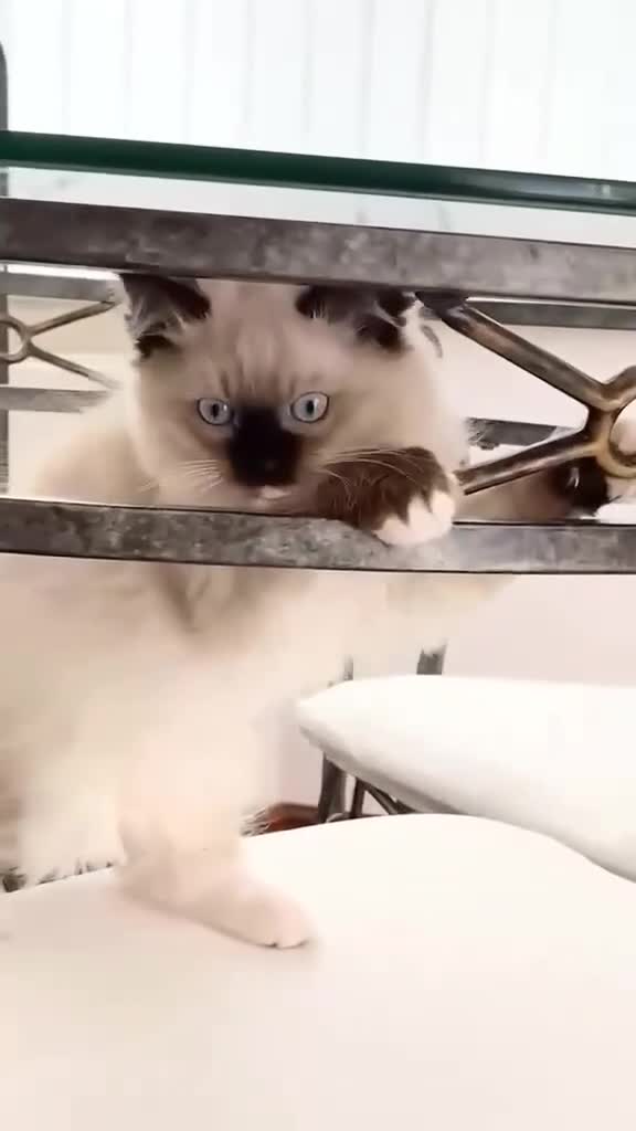 Ragdoll cats for sale: GCCF REGISTERED RAGDOLL FEMALE KITTEN - Video 3