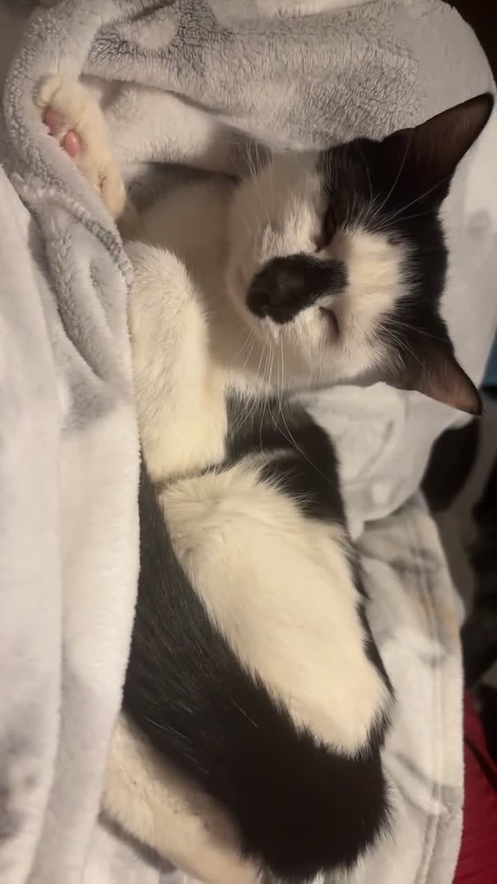 British Shorthair cats for sale: Beautiful Girl to be Rehomed - Video 1