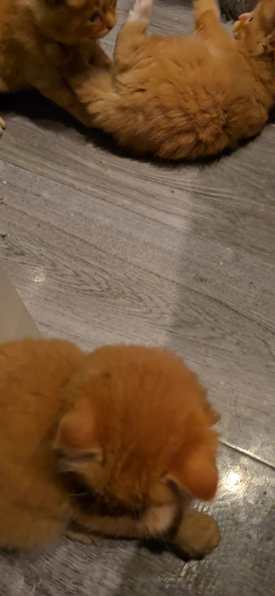 Maine Coon cats for sale: Amazing Mainecoon - Video 1